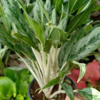 Cây giữ tiền nhật