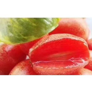 sản phẩm CÂY NHÓT NGỌT MỸ