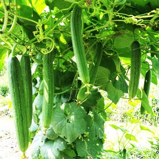 Hạt giống mướp hương cao sản , siêu quả - Tặng gói hạt giống ngẫu nhiên