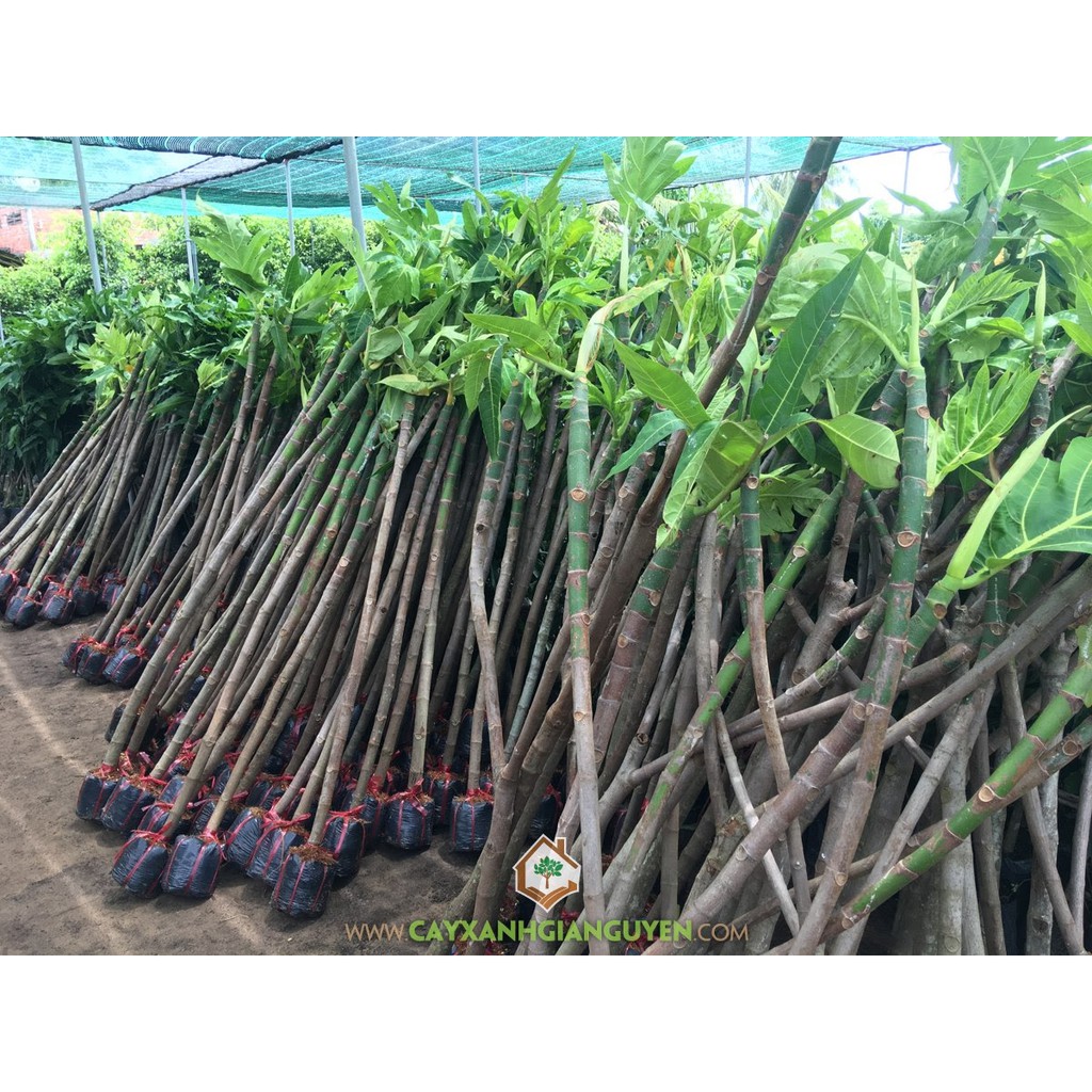 cây giống sa ke3