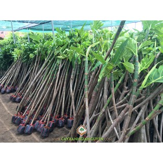 cây giống sa ke3