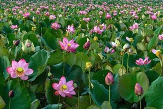 Sen tươi Huế