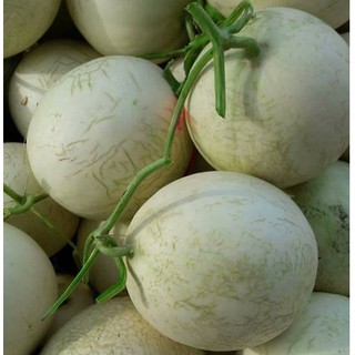 DƯA ĐỎ NỮ THẦN MẶT TRỜI (CANTALOUPE )