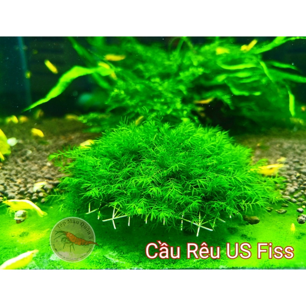 Cầu Rêu US FISS - PHOENIX MOSS - Trang Trí Hồ Tép