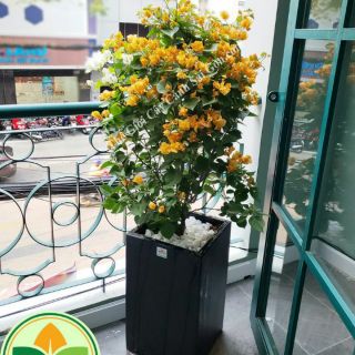 Cây hoa giấy màu vàng ( đang hoa)