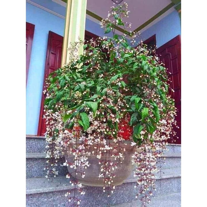 COMBO 2 BẦU CÂY GIỐNG " Dạ Ngọc Minh Châu " 60cm 981SP 982sp