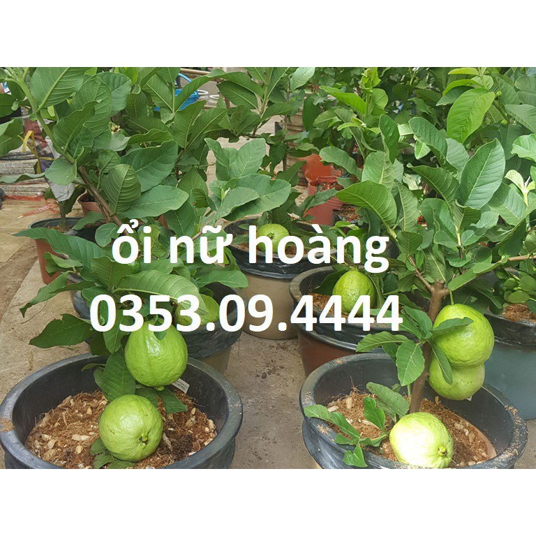 Cây giống ổi nữ hoàng trái to rất ngon,ngọt,ngon chuẩn ĐH Nông Nghiệp 1