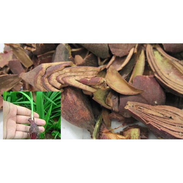 Sâm Đại Hành ( tỏi đỏ ) DV072