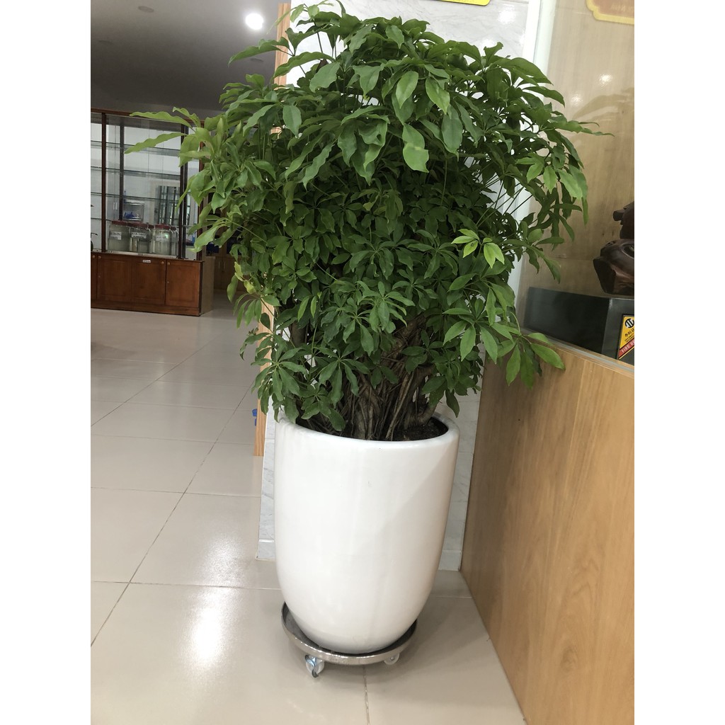 Đế inox lót chậu cây có bánh xe - Giảm 30% ngay hôm nay