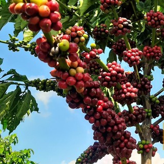 Cà phê nguyên chất CULI - BAKA Coffee