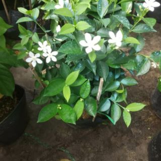 Mai Chỉ Thiên