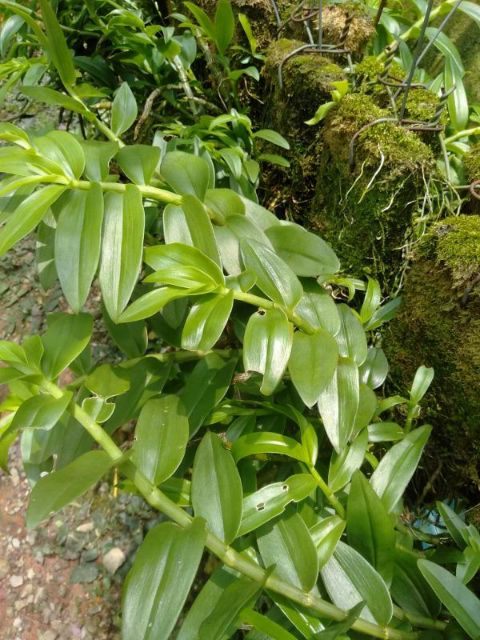 Hoa phong lan long tu xuân hoa tết bảng thuần vườn