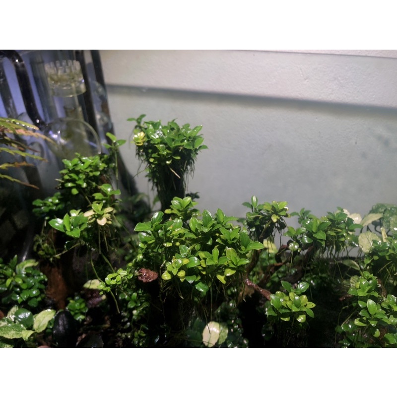 Phân nước Đa, Vi lượng TL cung cấp dinh dưỡng cho cây thuỷ sinh  giúp cây lên màu rực rỡ