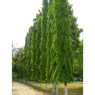 Cây Giống Giáng Hương