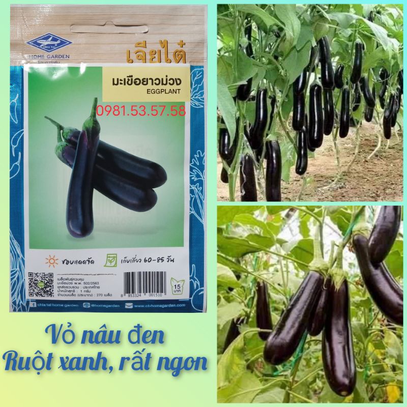Hạt giống cà tím (nâu) cơm xanh Thái Lan gói 270 hạt
