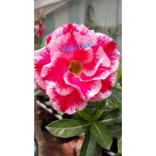 Sứ Thái Kiều Diễm