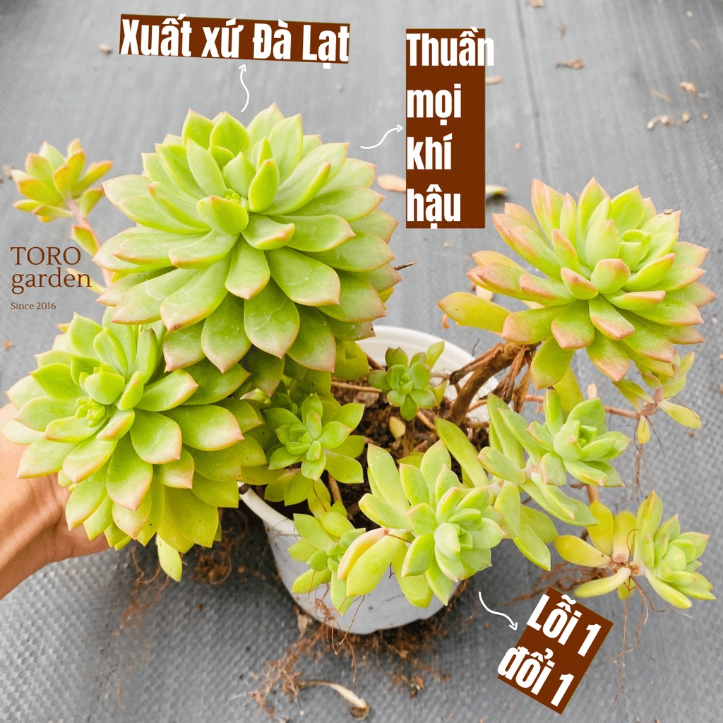 SEN ĐÁ MẶT TRỜI CỔ THỤ ĐÀ LẠT SIZE TRUNG BÌNH, SIÊU KHOẺ ĐẸP, THUẦN MỌI KHÍ HẬU, HƯ 1 ĐỔI 1