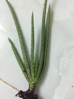 Giống cây nha đam Mỹ ( cây con )