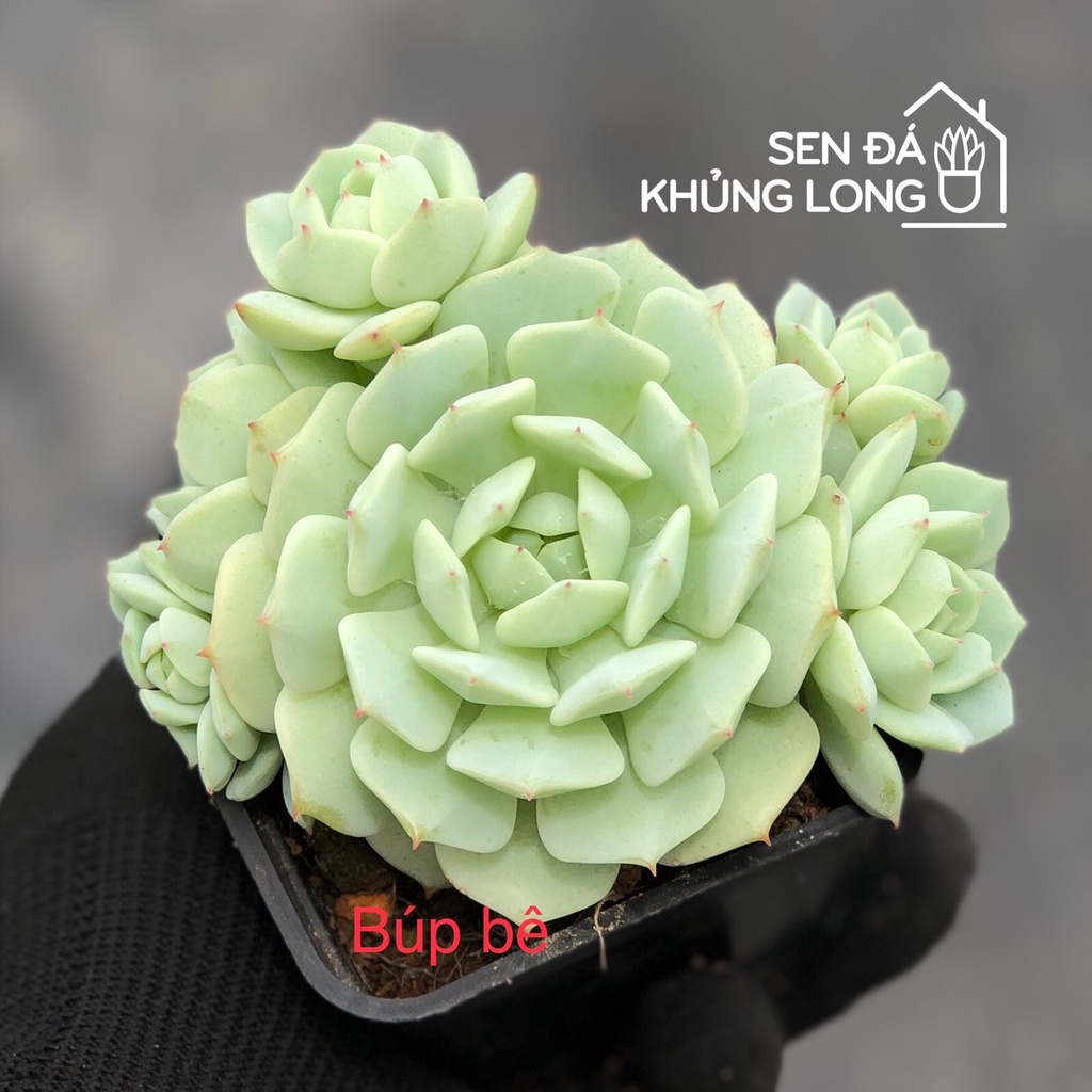 Sen đá Búp Bê - echeveria derenbergii