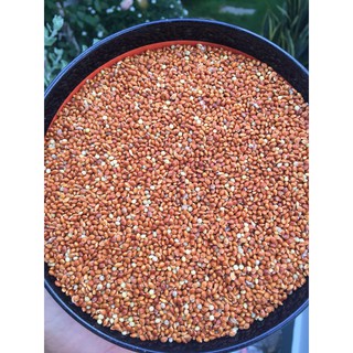 1kg kê đỏ bóng hạt to hàng nhập cho chim vẹt nhỏ yến phụng,love bird,cockatiel,finches