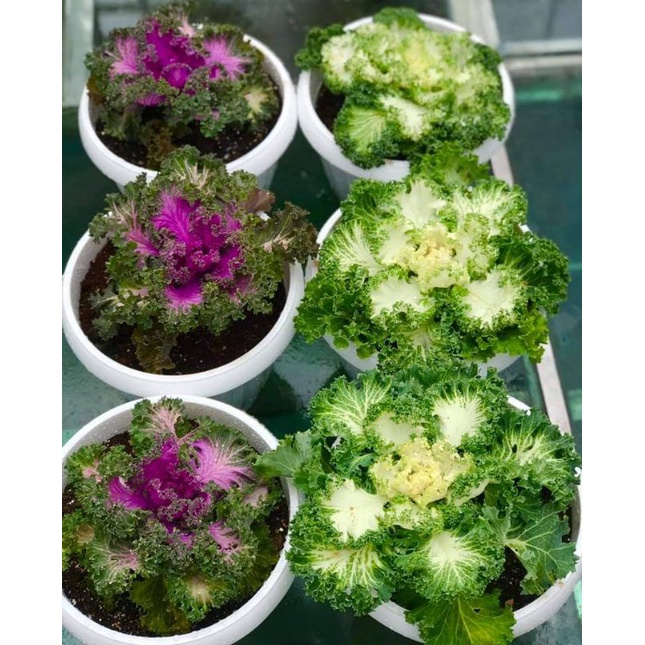 10 HẠT GIỐNG CẢI KALE MIX MÀUq