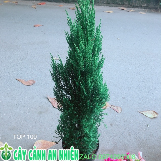 Cây Tùng Cao 80cm (Sơn Tùng)