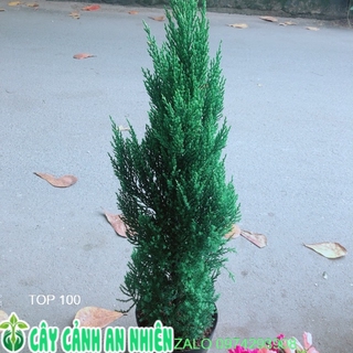 Cây tùng cao 80cm
