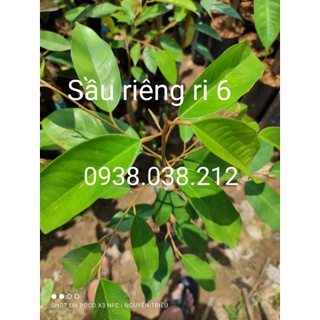 CÂY SẦU RIÊNG RI 6 CƠM VÀNG HẠT LÉP