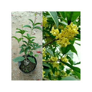 THÔNG TIN SẢN PHẨM Cây mộc hương hay còn được gọi với nhiều cái tên khác nhau như: Quế hoa, mộc tê, mộc hương,..tên khoa