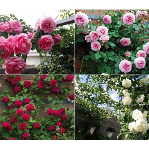 GÓI 20 HẠT HOA HỒNG LEO PHÁP MIX NHIỀU MÀU