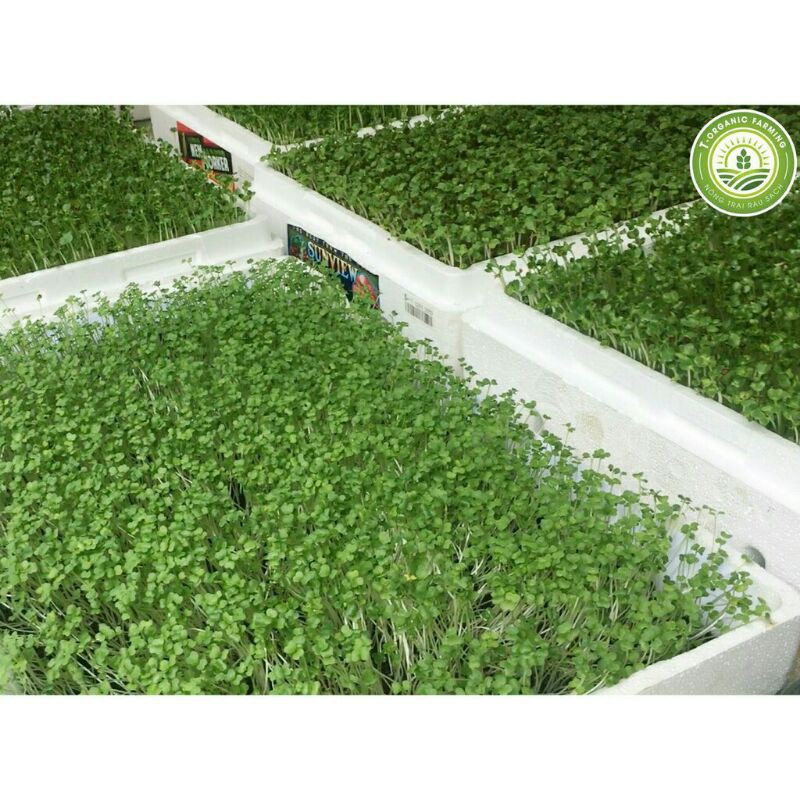 hạt giống rau mầm cải ngọt 20gr