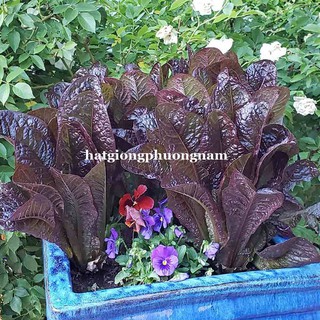 Hạt giống xà lách đỏ romaine