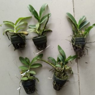 Hoa lan trầm tím giống