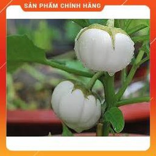 HẠT GIỐNG CÀ BÁT TRẮNG CAO SẢN
