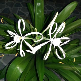 Cây Bạch Trinh Biển