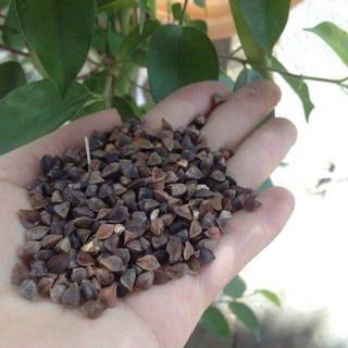 1KG HẠT TAM GIÁC MẠCH , BA KHÍA