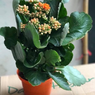 Cây sống đời