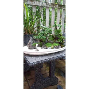 1cây bonsai trường sinh thảo
