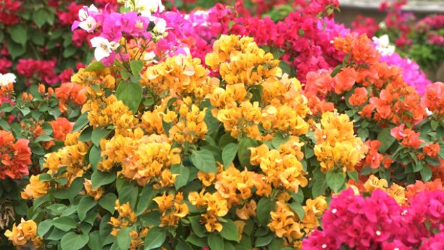 Cây hoa giấy  siêu hoa