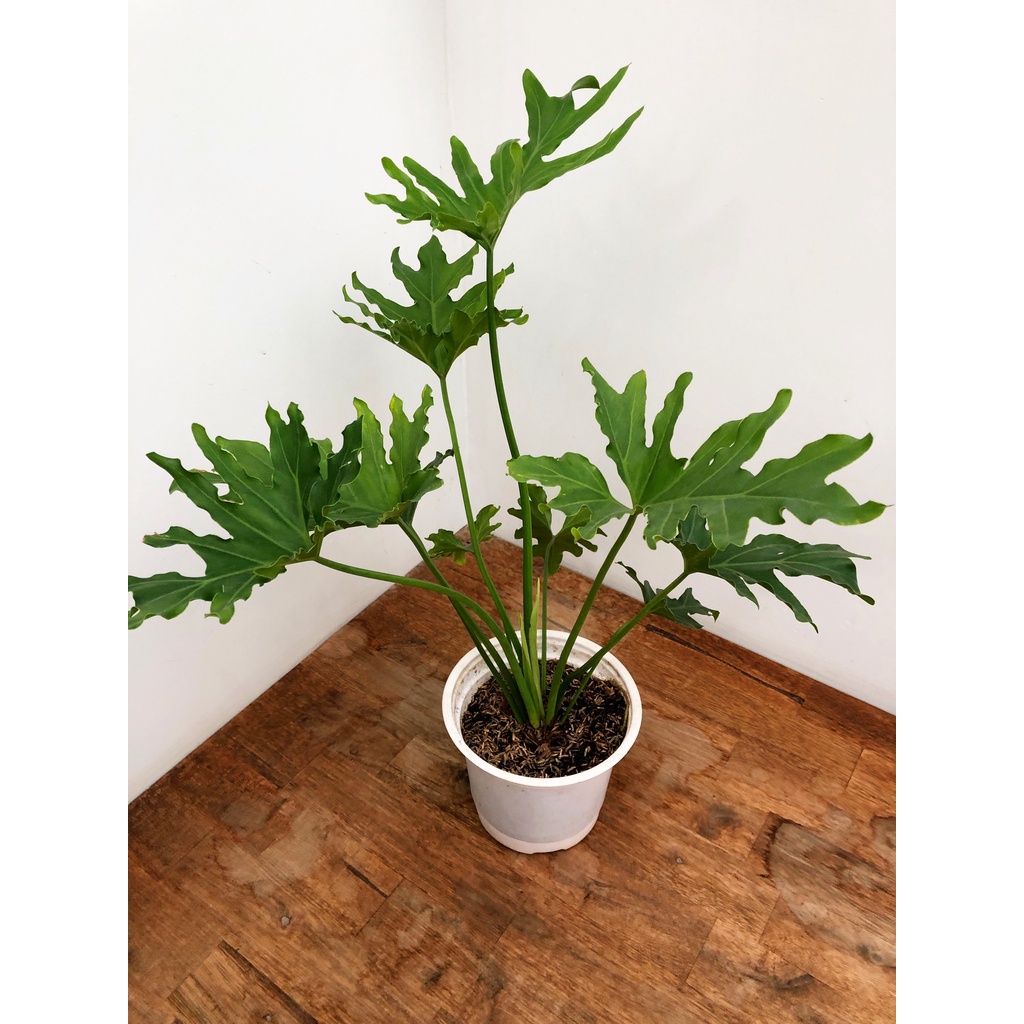 CÂY TRẦU BÀ THANH XUÂN , cây cảnh phong thủy, trồng trong nhà trang trí nội thất văn phòng