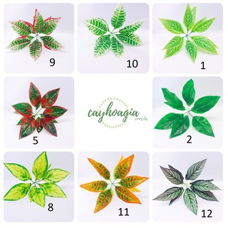 cây ngọc ngân trang trí tường cỏ