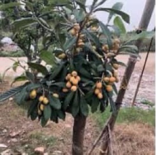 Cây giống nhót nhật (biwa)