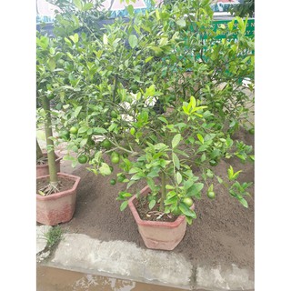 Cây giống chanh tứ quý RA QUẢ 4 MÙA