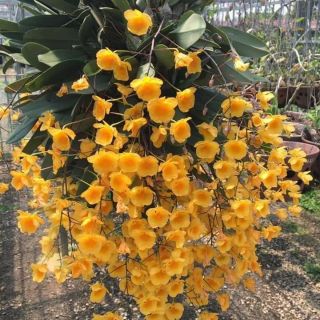 1 khóm lan vảy rồng cỡ(trung bình