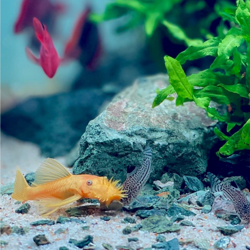 500gr Cát nền thủy sinh trang trí bể cá , chậu cây