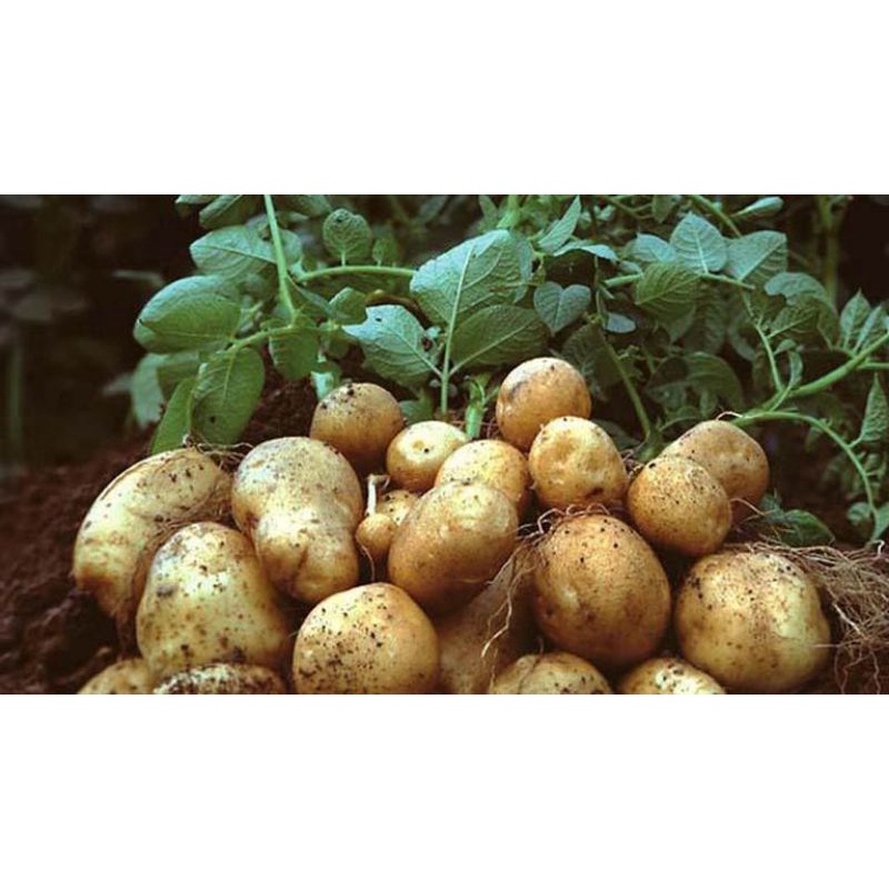 Khoai Tây Ta 100% bở