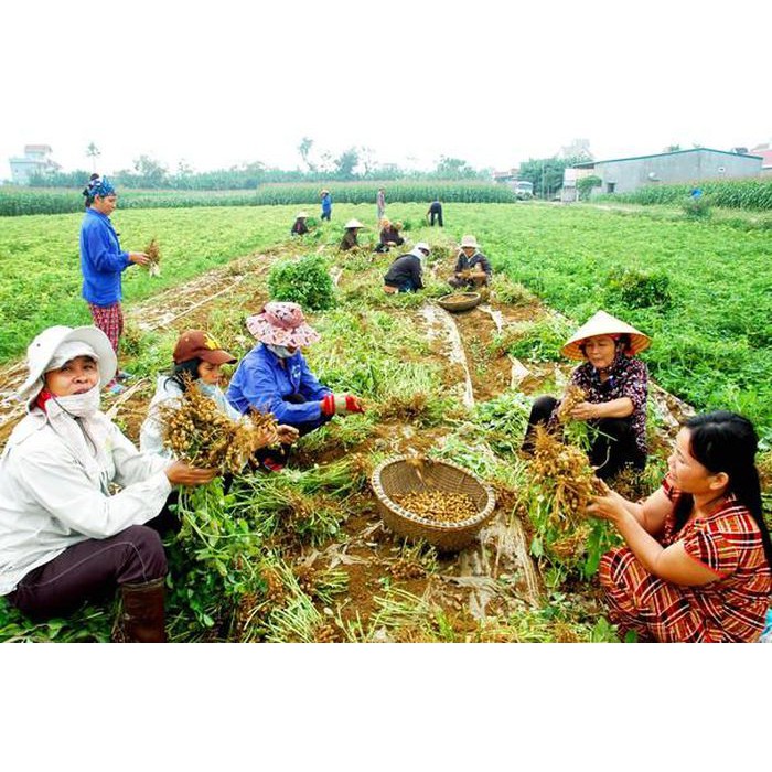 500gr Đậu Phộng Sống Hữu Cơ SallyFood Sạch Không Chất Bảo Quản  Nông Sản Quê