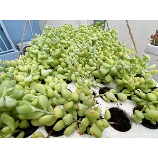 SEN ĐÁ SỎI DÂY MẬP MẠP MŨN MĨM IU THƯƠNG SIZE VỈ