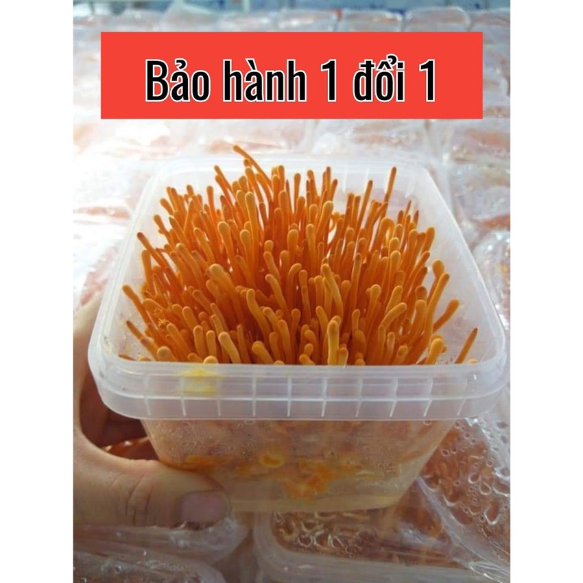 Đông trùng hạ thảo tươi NOCOVY, nấm dược liệu nuôi trồng hữu cơ tại Việt Nam, tăng cường đề kháng bảo hành 1 đổi 1