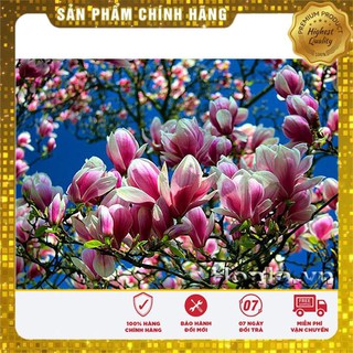 5 Hạt giống hoa Mộc lan (tặng gói Kích nẩy mầm và Hướng dẫn) VIETSEED